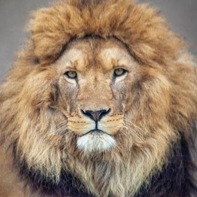 mehmetmehmet349 Profile Picture