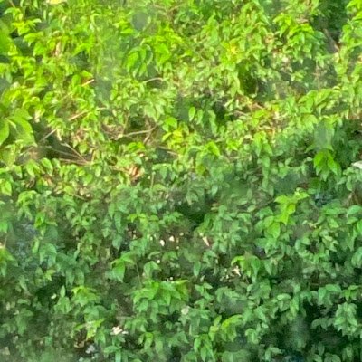 ChaPhrmd52911's profile picture. 