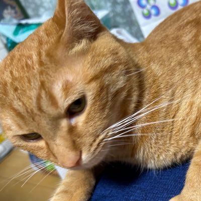 もいさんのプロフィール画像