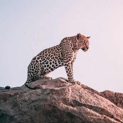 FardeenMRU's profile picture. Good Vibes👅.
#FreePalestine 🇵🇸🍉