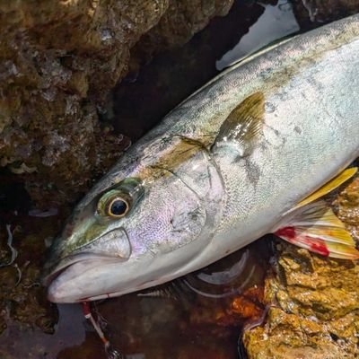 hareiex's profile picture. 競馬垢