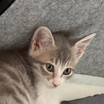 gui_se's profile picture. 交際15年の記念日に入籍、意識低い系 IT系技術者 ENTJ型の性格 (指揮官) https://t.co/ywXX0pDtKk 三鷹のOGAさんの小口株主