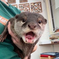 fat otter thing (@bleb_dragonite) 's Twitter Profile