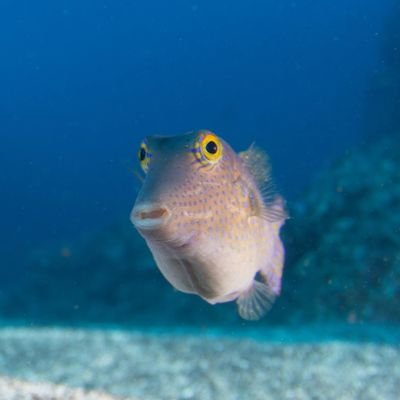 St Helena's Marine Protected Area covers 448,411km² of ocean. Designated in 2016, it is an IUCN category VI MPA (sustainable use).