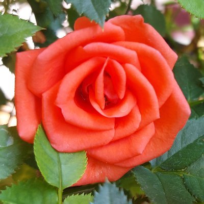 மணிமேகலை Profile