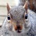 Squirly Chippy (@squirlychippy) Twitter profile photo Squirly Chippy (@squirlychippy) Twitter profile photo