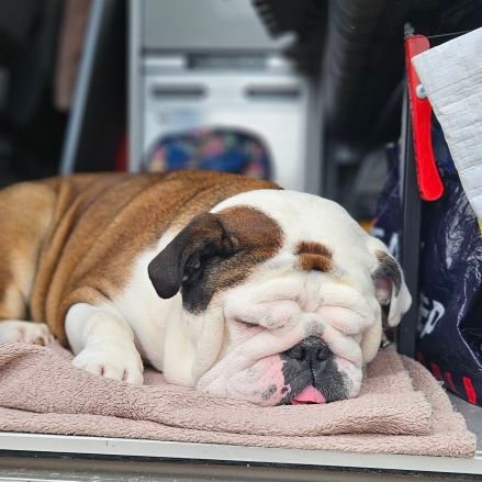 Mum of 1, best make that 2! I have a bulldog!