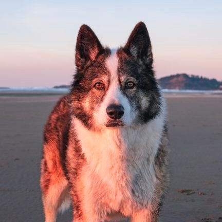 atx0407's profile picture. 保守団結!!
日本保守党支持