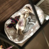 @ゆる仕組みのつくりかた帳 (@kuu_tora_kuma) 's Twitter Profile