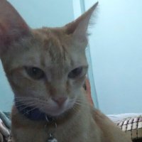 Raymond Vu (@raymond_hwivu) 's Twitter Profile