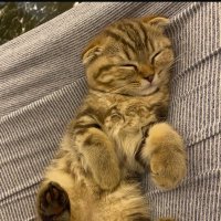 Ecem (@econurr) 's Twitter Profile