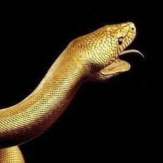 p0isonr0sesn0w's profile picture. 