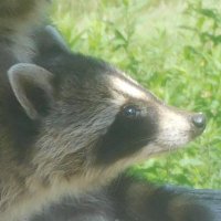 shannon-again (@silent_sabbath) 's Twitter Profile