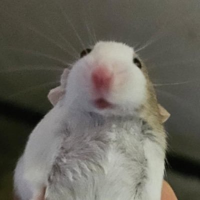 jokerpilIed's profile picture. disturbingly lively and frighteningly inert