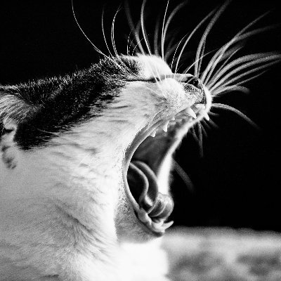 battlereason's profile picture. 🇵🇱🇺🇦🇪🇺