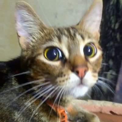 JosephReeves505's profile picture. ...eu nunca mais vou te levar pra jantar