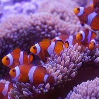 帷子の辻駅（かたびらのつじ） (@hebenxinge58201) 's Twitter Profile Photo