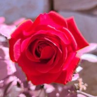 chiko॰*✩ (@chiko0618_ilys) 's Twitter Profile Photo chiko॰*✩ (@chiko0618_ilys) 's Twitter Profile Photo