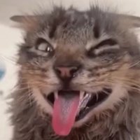 Dog (@dog_droool) 's Twitter Profile