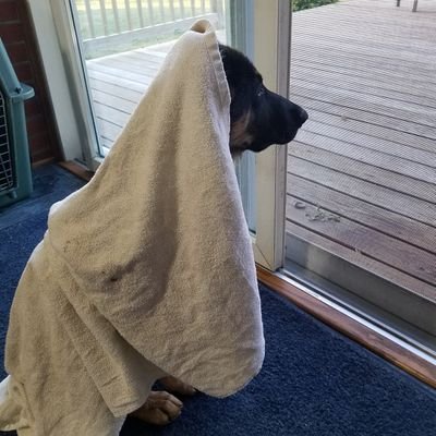 JoshuaBratton's profile picture. Netflix account owner #stonks