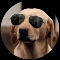 . (@thecryptood0g) 's Twitter Profile