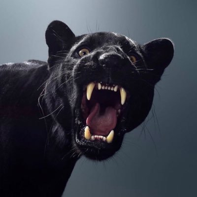 La mort avant le déshonneur. Soninké @BronzeBomber