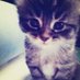 kyan ᕱ ⑅ ᕱ (@pawsuuw) Twitter profile photo kyan ᕱ ⑅ ᕱ (@pawsuuw) Twitter profile photo