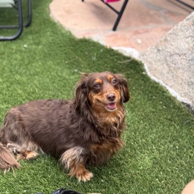 A dachshund named Ed. Likes to rave, likes to side quest.