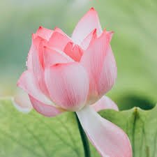 pphahdm26206's profile picture. 