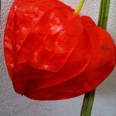 Hello, I specialize in Egon Schiele research.エゴン・シーレ研究の金田です。よろしくお願いします。 https://t.co/ak2zV8BUYt