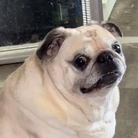 BloopinPug (@bloopinpug) 's Twitter Profile