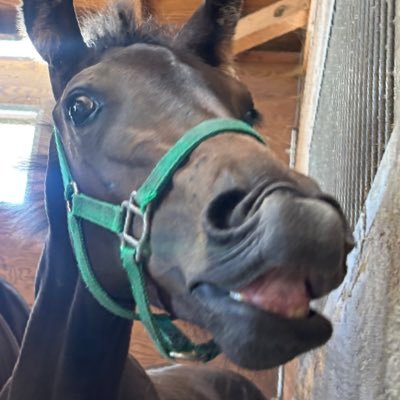 BIGA01031807's profile picture. シルク&DMM。2025年の注目株石田拓郎Ｊ,ご贔屓…佐々木、横山琉、宮崎、菱田、川又、松本、あと吉田豊。遠藤汰月君は一生応援します。フジユージーン、ベルピット、市川哲、池田浩、塩崎桐、湯浅紀、埼玉支部。平石和、中田竜&夕貴、平川香。（多いので敬称略）スワローズ。D-LOOP。