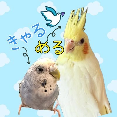 きゃる（セキセイインコ︎︎ ♀2024.6.30🎂お迎え2024.08.21🩵）める(オカメインコ・ルチノー︎︎ ♀2024.12.21🎂お迎え2025.08.01💛)