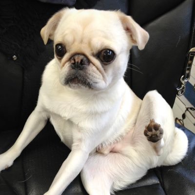 Pugs, BTS, Crafting & Yankees 🃏🧑🏻🚀⚽️💙💭🪞Jj💨🥢 🗓️ ⁷ ʟᴀʏᴏ(ꪜ)ᴇʀ 3ᴰ 🫅🕺🏻Ⓥ🎣 ❄️🪨 𝙴𝙲𝙷𝙾 🔍⍤⃝🔎