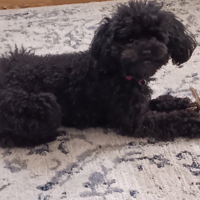 Sable_Darqness's profile picture. 