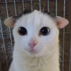 fihcat's profile picture. meow meow meow wmoew meow mmew. eowmeow