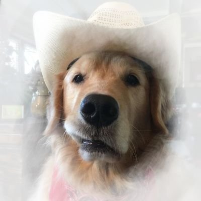 ☆₊˚⊹ 𐂯 cattle herding pup ˎˊ˗ 𐂯
+
'im a poor lonesome cowboy. . .
long way from home . .'