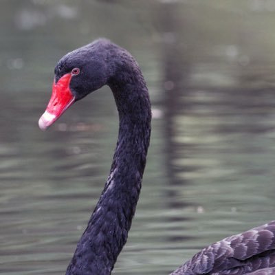 BlackSwanAPT's profile picture. 