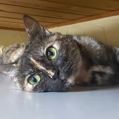 鎖骨です。