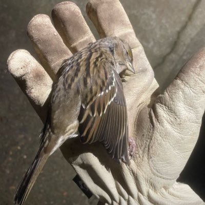 ImRevy's profile picture. 