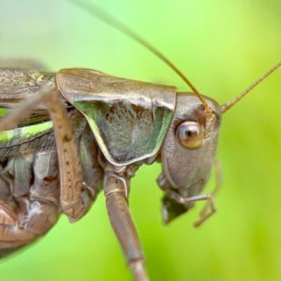 直翅目が大好きで勉強中の人です!つまらない内容のしかありませんがヤブギリスのブログです→ https://t.co/fPif8uZKAl