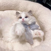 あみ (@am1chandayo__) 's Twitter Profile