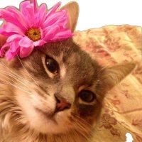 hainur🍉 (@nvrnotes) 's Twitter Profile