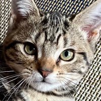 どこかのあっちゃん (@jerrycat0410) 's Twitter Profile