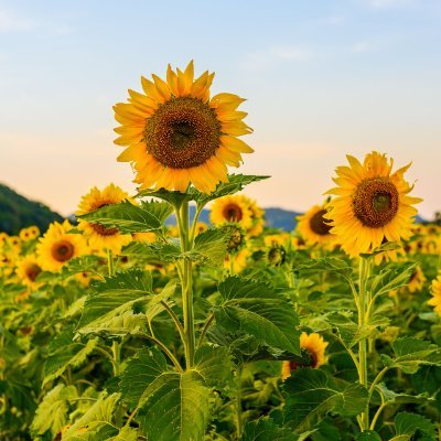 marcheparlafoi's profile picture. 