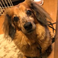 ぽっぴんここ (@poppincoco3) 's Twitter Profile