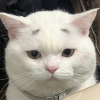 VIXXie 🦋 (@vmtv_xx) 's Twitter Profile Photo VIXXie 🦋 (@vmtv_xx) 's Twitter Profile Photo