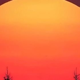 mosquito334's profile picture. 