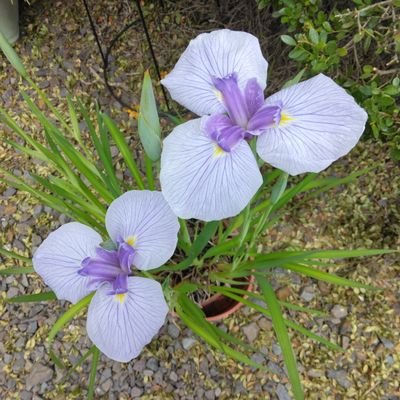 uFKfrhpM8t37133's profile picture. 