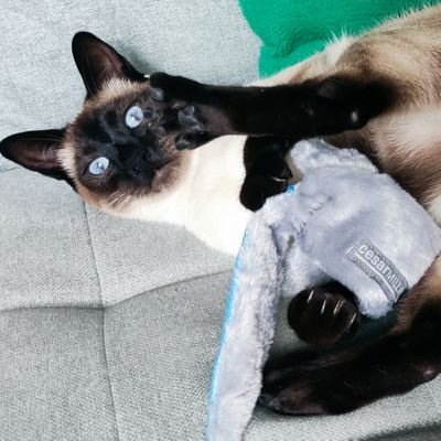 simple cat & fake girl on ct.
low iq feral
likes to build lego blocks
& play tetris in crypto trenches.
pornbots & scammers instablock